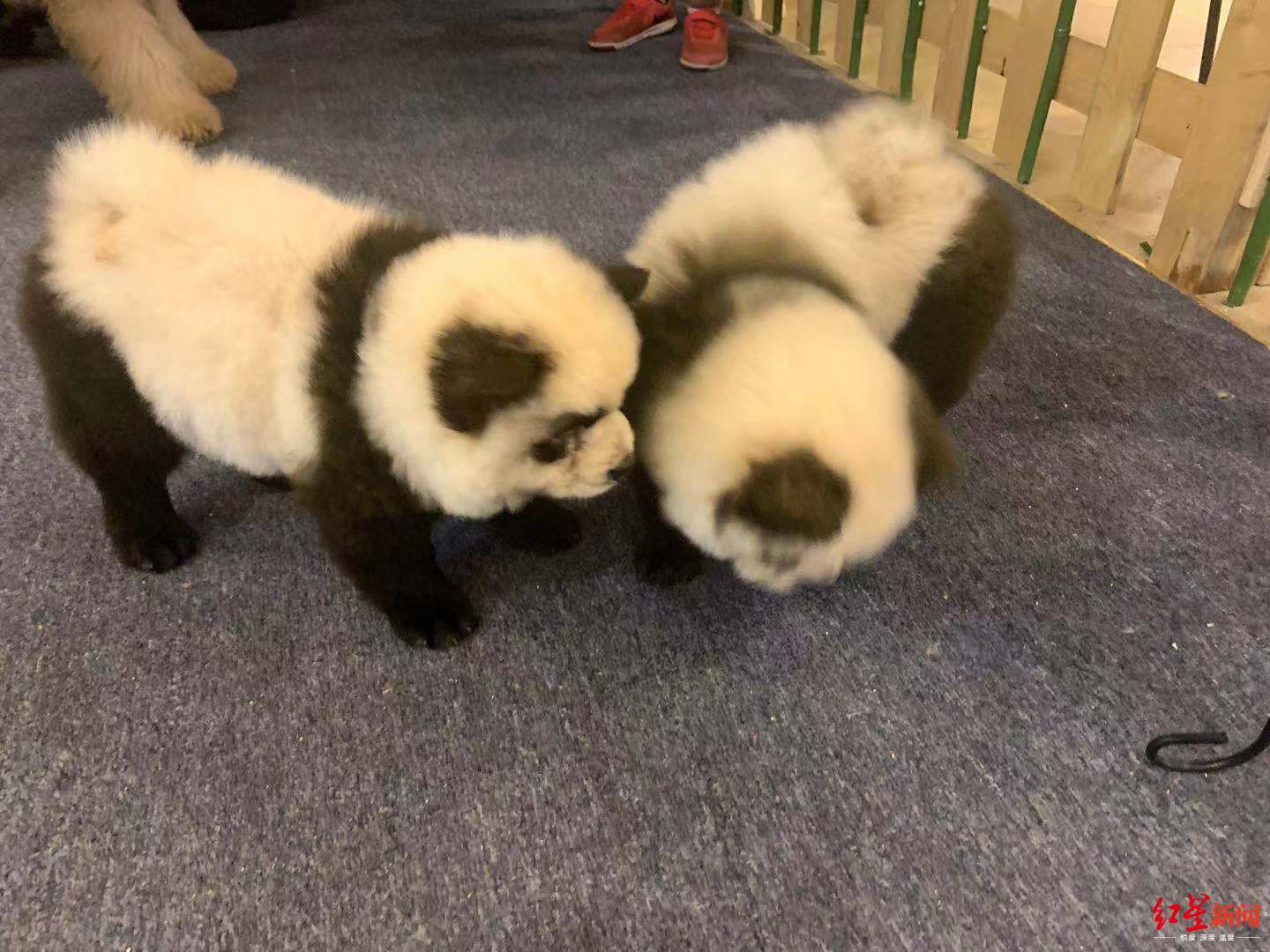 将狗染色成熊猫收费1500元， 这是宠物咖啡馆的熊猫狗