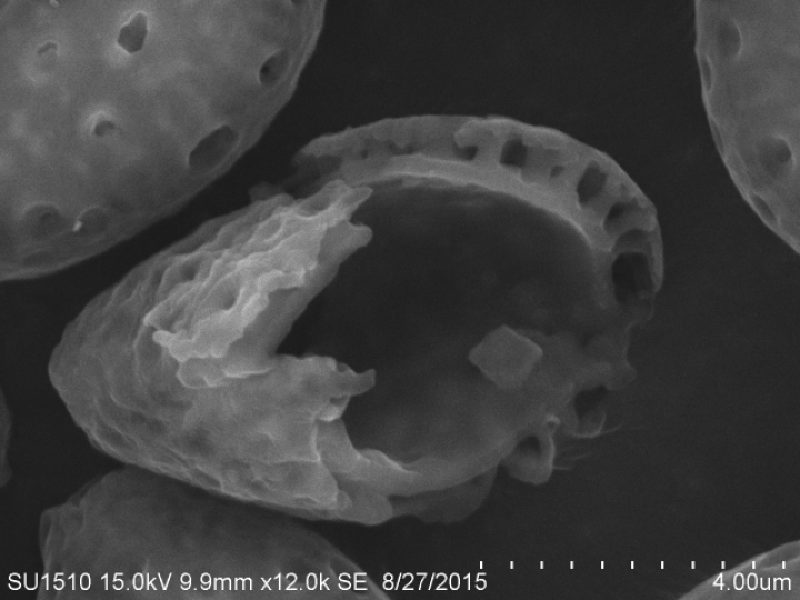 双十一，怎样的灵芝孢子粉值得囤一年？