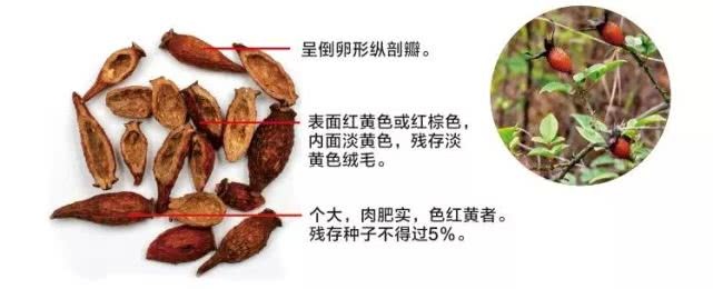 金樱子的功效与作用（金樱子的名字由来及品质鉴定）