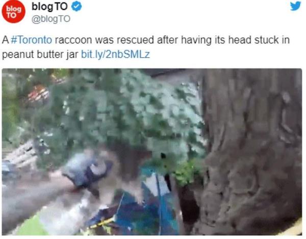 加拿大代表动物，网友们分享关于它的瞬间都在这里