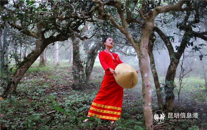 微电影《茶舞》预告片发布 展现自然之美与文化之美融合画卷