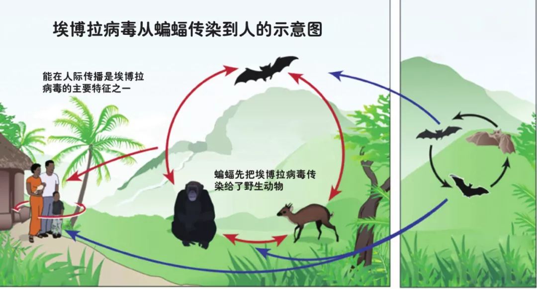 蝙蝠：冠状病毒最致命的传染源