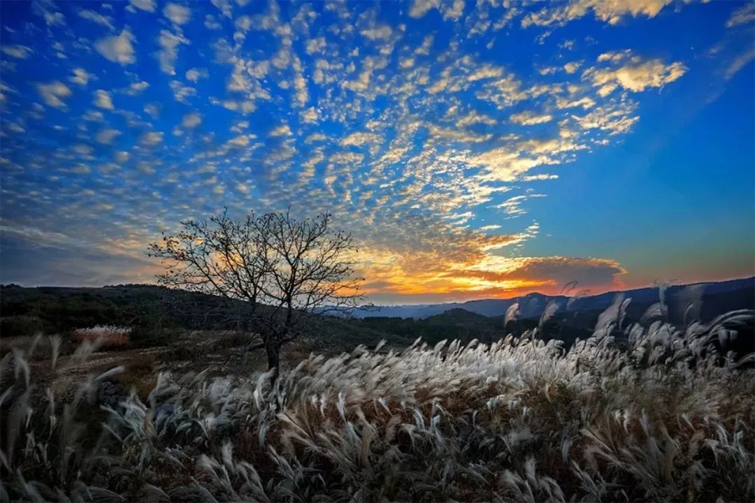 龙抬头 | 那夕阳下远眺的背影