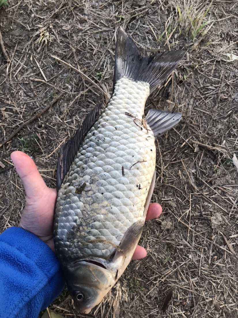 春天釣魚技巧,春季釣魚的技巧和方法