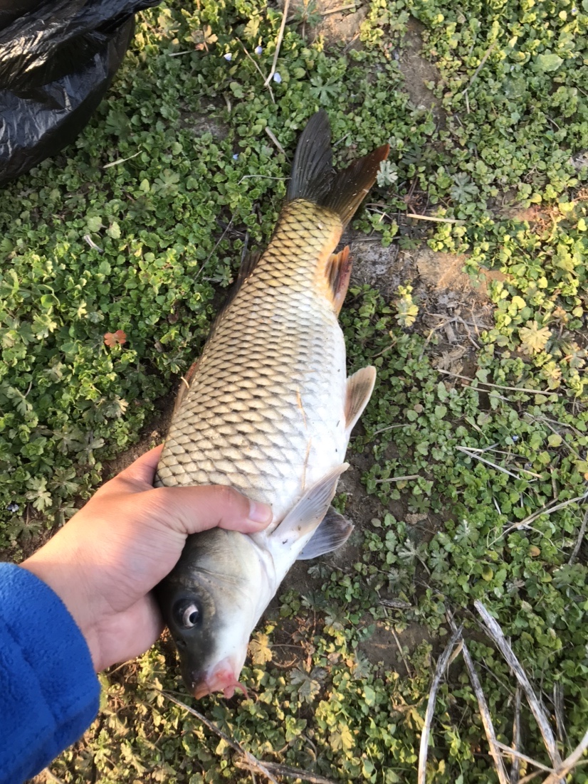 春天釣魚技巧,春季釣魚的技巧和方法