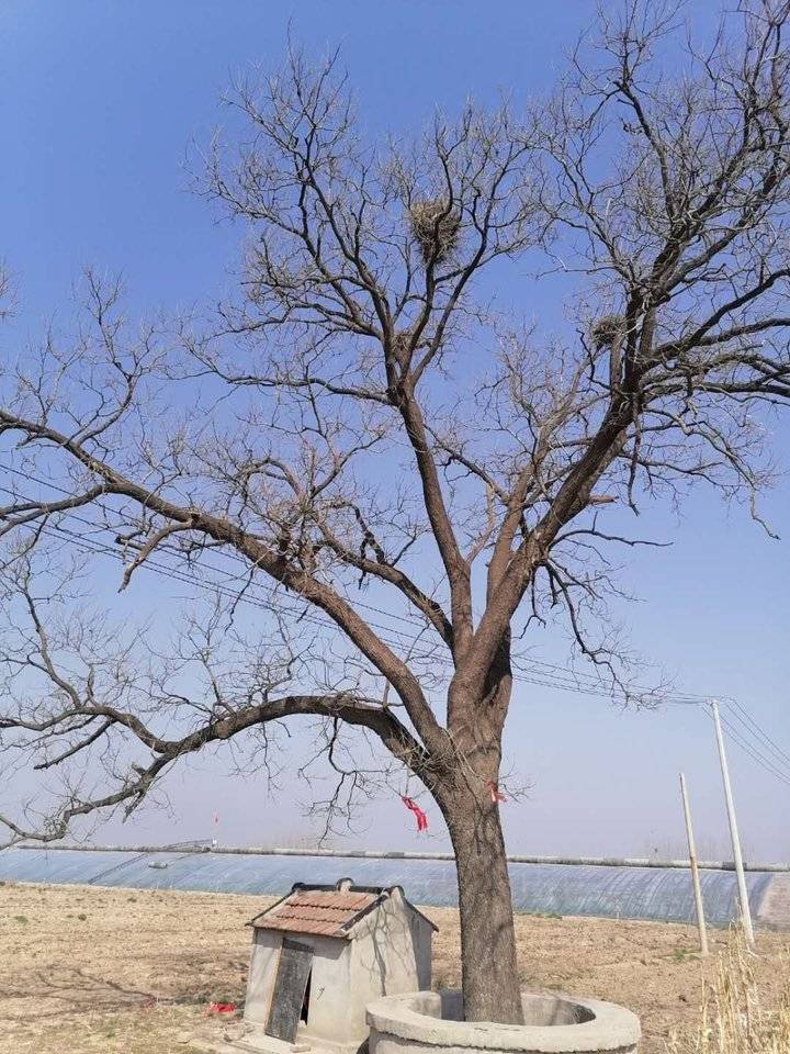 这个村人们的精神图腾—一棵枝繁叶茂的参天古槐树(图)