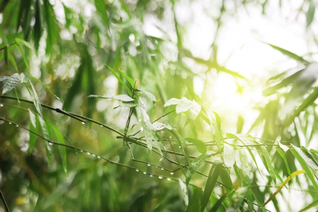 每一滴雨中都有万古不朽的山峦之声 | 此刻夜读