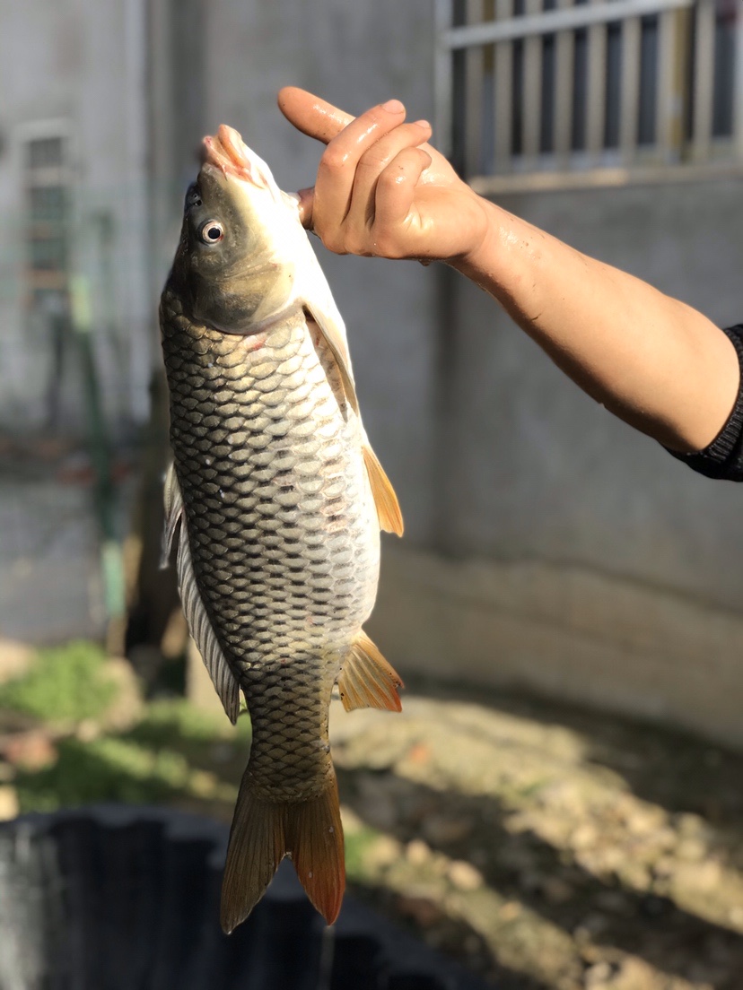 春天釣魚技巧,春季釣魚的技巧和方法
