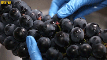 奈雪X张大奕「霸气葡萄」萄气回归！第①次第二杯半价