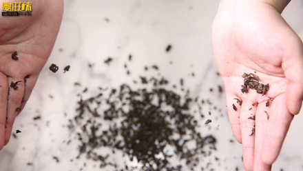 奈雪X张大奕「霸气葡萄」萄气回归！第①次第二杯半价