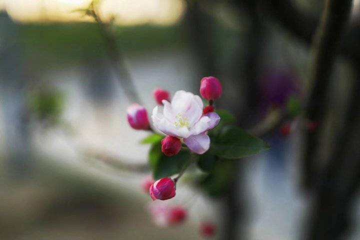 春日踏青：与自然共舞，捕捉最美的瞬间