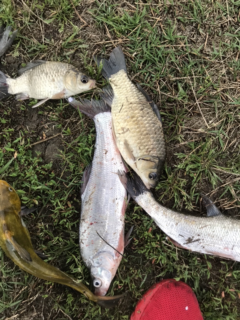 春天釣魚技巧,春季釣魚的技巧和方法