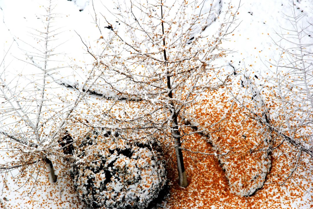 【院校招生】江苏建筑职业技术学院2020年提前招生--花开等君至！