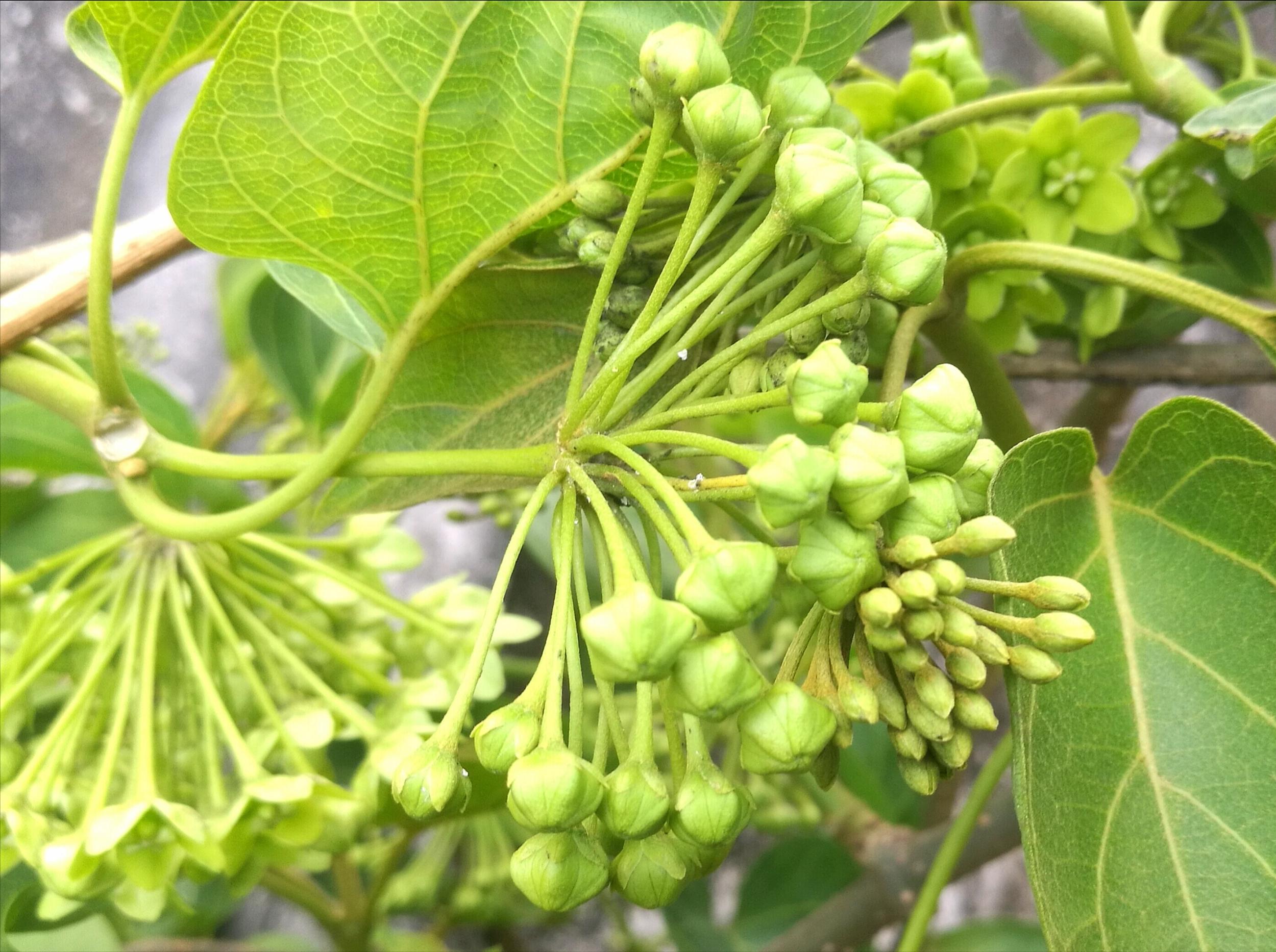 苦藤的功效与作用（苦滕花的基本知识讲解及做法）