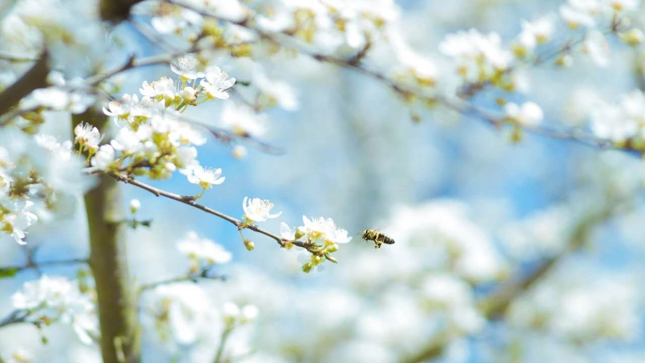 向阳花木易为春的上一句是什么（45首经典古诗词赏析）