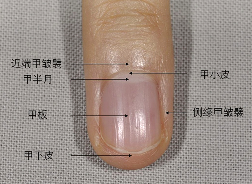 手指甲的结构及解剖图图片
