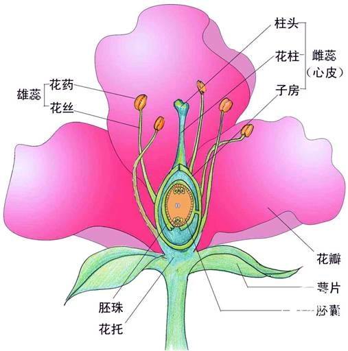 現在言歸正傳,講花.下圖是花的結構示意圖.這樣看來,吃花的東西不多.