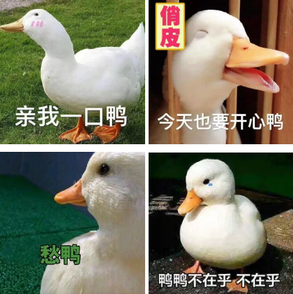 柯尔鸭：我们这届鸭子，已经不是道菜了
