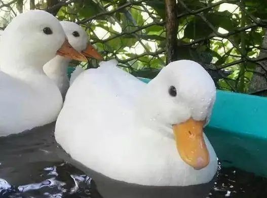 柯尔鸭：我们这届鸭子，已经不是道菜了