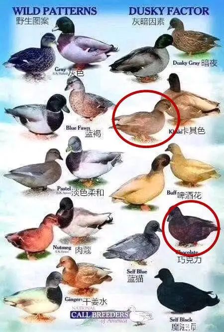 柯尔鸭：我们这届鸭子，已经不是道菜了