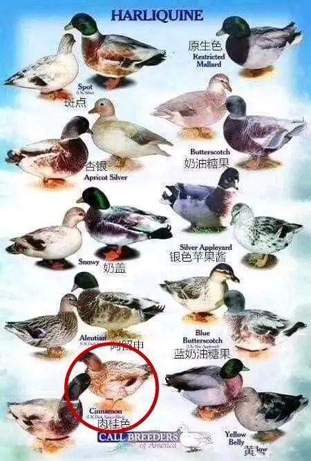 柯尔鸭：我们这届鸭子，已经不是道菜了