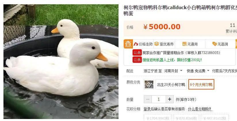 柯尔鸭：我们这届鸭子，已经不是道菜了