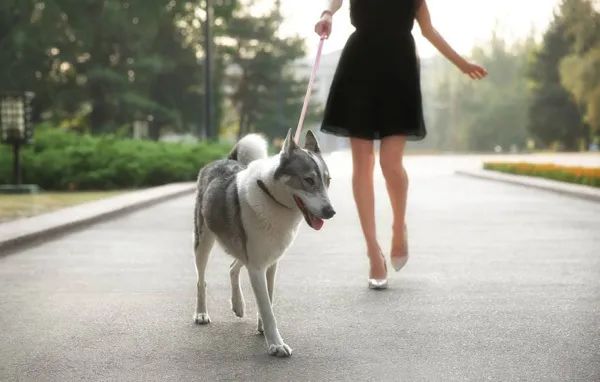 象山人注意！养犬管理条例6月1日起实施，这些行为将重罚！