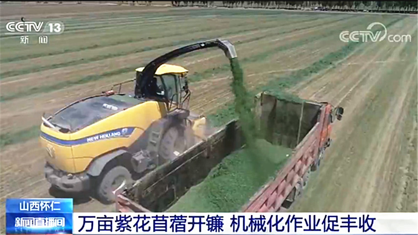 山西懷仁:萬畝紫花苜蓿開鐮 機(jī)械化作業(yè)促豐收