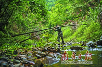 竹林深深夏悠悠