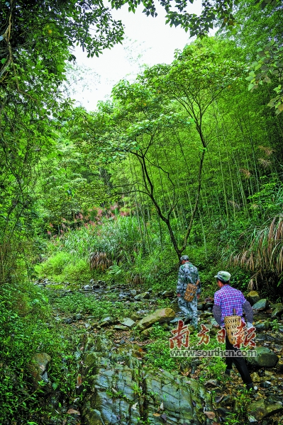 竹林深深夏悠悠