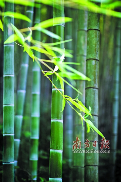 竹林深深夏悠悠