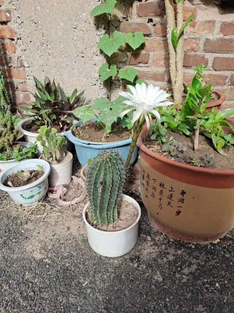 《荒漠中的绿诗：侯霞笔下的仙人掌赞歌》