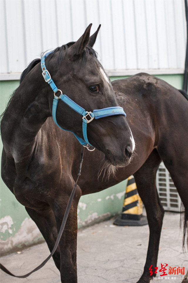 想买汗血宝马吗？9.73万起拍，成交后需自取，扬州首例活体拍卖30日进行