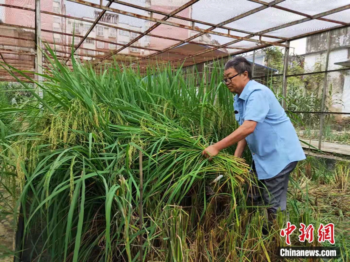 “铁人”董保柱：让“遮放贡米”飘香缅甸的德宏“袁隆平”