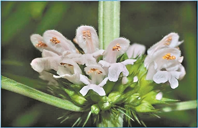 去郊野当心这些有毒植物