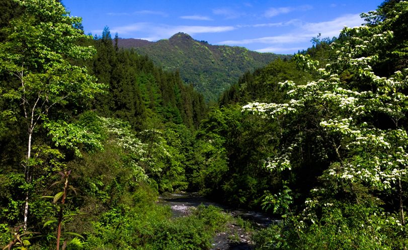 夏枕温席·一梦清凉~平武这个夏日宝藏打卡地，藏着20℃的清爽！（附民宿推荐）