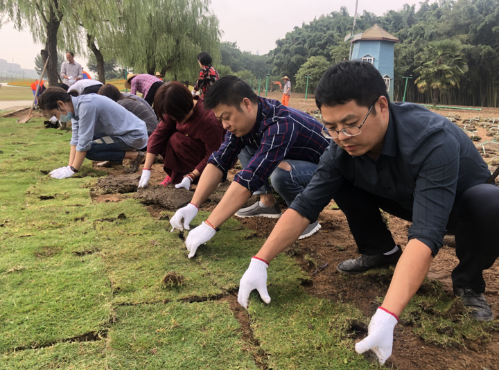 国庆中秋哪里游？兰溪中洲公园百万硫华菊浪漫盛放等你来赴约