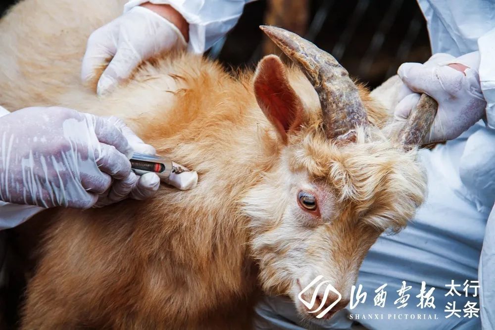 「山西画报·太行头条」图讯在线｜2020山西·沁水第四届半程马拉松赛