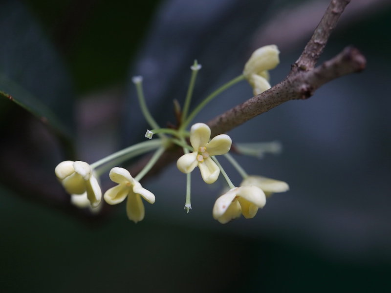 路人闻芳何处来，秋雨不压桂花香