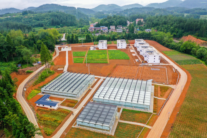 湖北省利川市诸天村孙国胜：“杭红花”给我带来了实实在在的收入