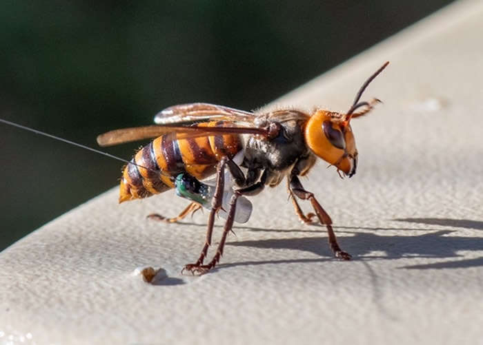 俗称“杀人蜂”的大虎头蜂入侵美国 首个巢穴曝光