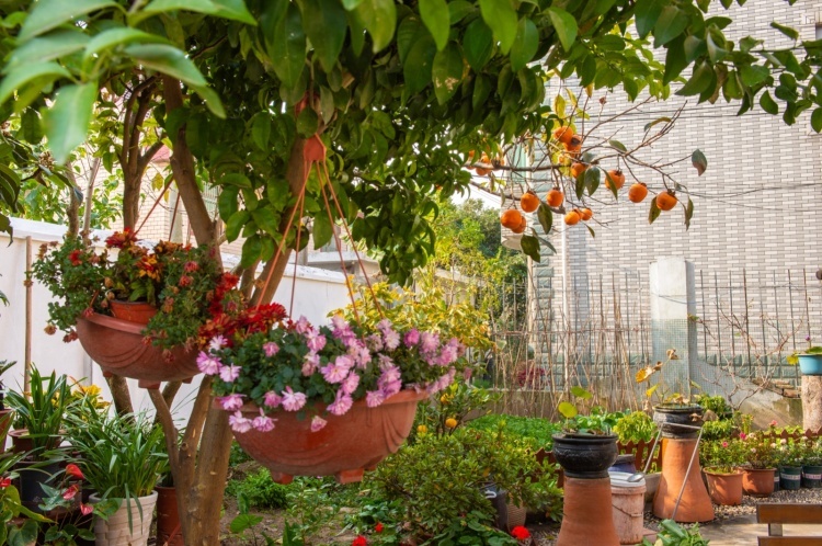 小花園小果園小菜園三合一,曹路鎮的這對老夫妻把自家庭院打造成