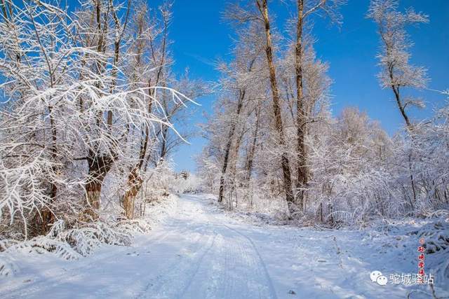 北国风光！“榆林雪”震撼绝美，惊艳了朋友圈