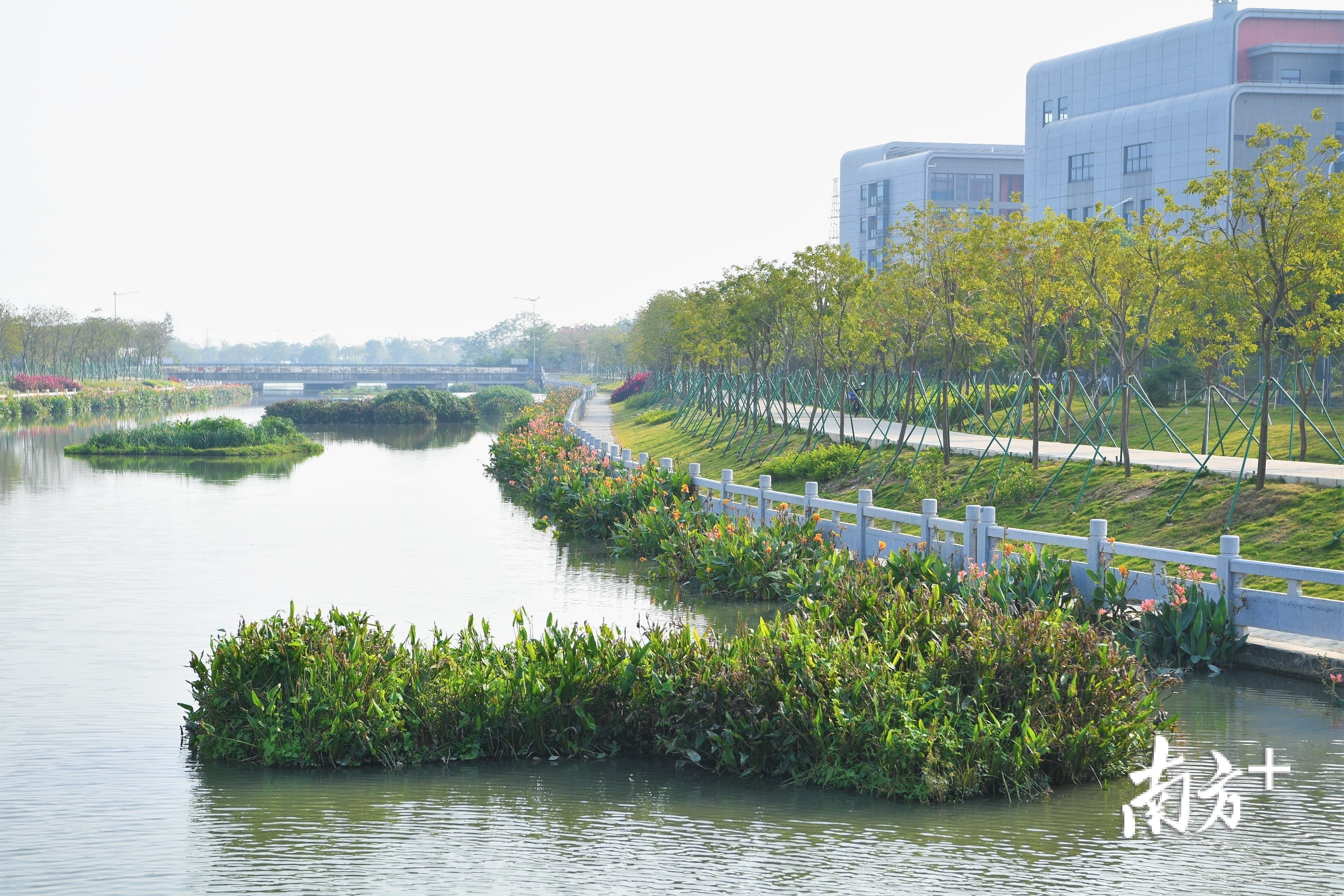 新会西甲村委近哪里(江门12条黑臭水体治理见实效，市民赞叹水清景美)