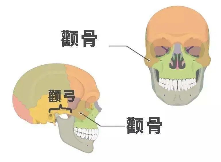 脸大这个锅，“颧弓突出”不背