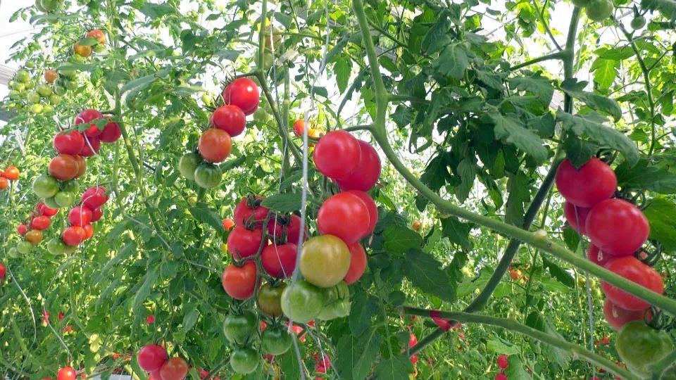 水果小番茄,采摘正当时