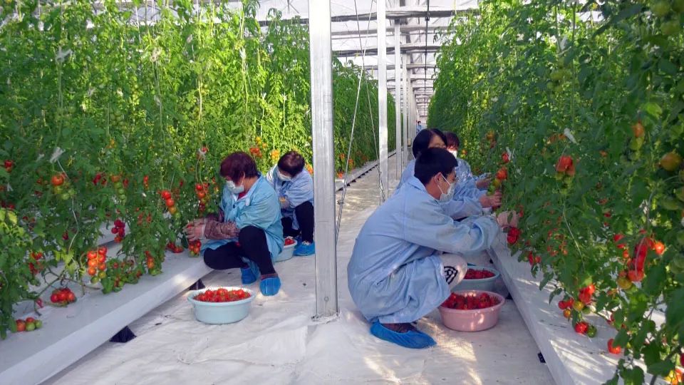 水果小番茄，采摘正当时