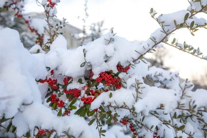 大雪后的山东商务职业学院，分外清澄明澈