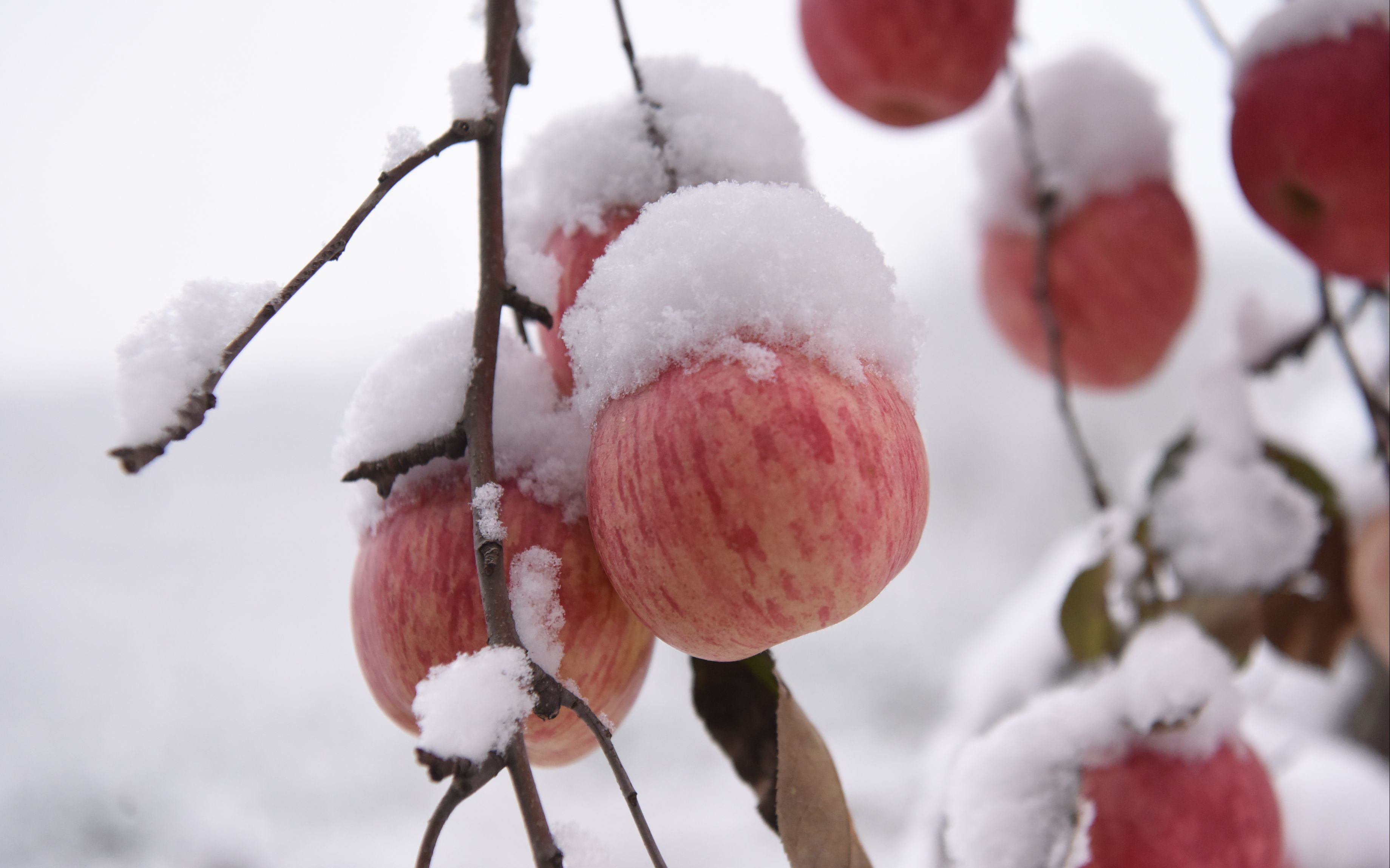冬天成熟的水果有哪些图片