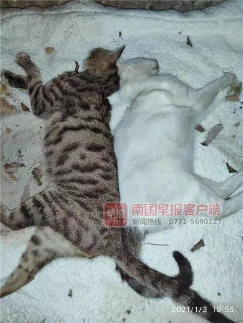 4天7只流浪猫离奇死亡！南宁一小区业主查看视频发现有人……